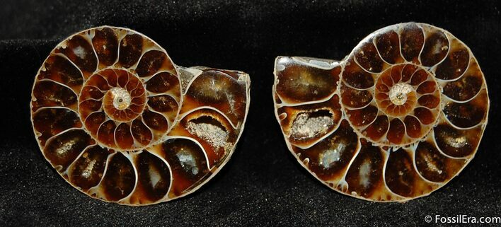 Small Desmoceras Ammonite Pair #391
